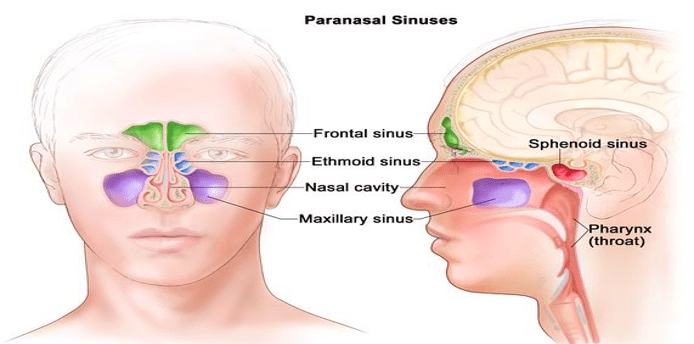 Nose & Paranasal Sinuses: A Comprehensive Guide for Aspiring ENT Specialists Preparing for NEET PG Preparation